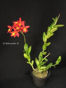 Epicattleya Veitchii