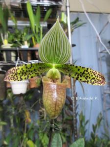 Paphiopedilum Double Deception