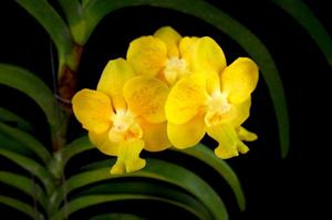 Vanda Thongtong Classic