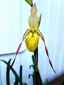 Phragmipedium Conchiferum