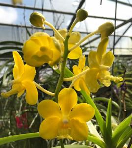 <i>Vanda</i> Motes Buttercup