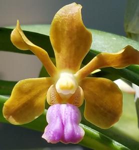 Vanda Stephen Scott Young
