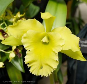 Rhyncholaeliocattleya Ports of Paradise