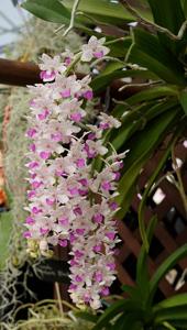 Rhynchostylis Chorchalood