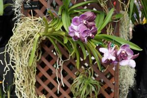 Vanda Robert's Delight