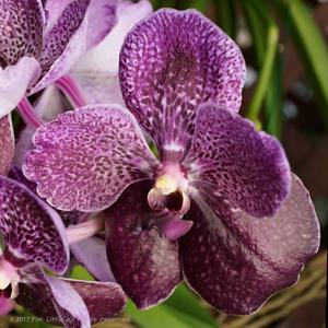 Vanda Robert's Delight
