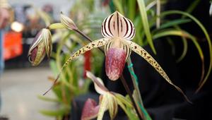 Paphiopedilum Lady Isobel