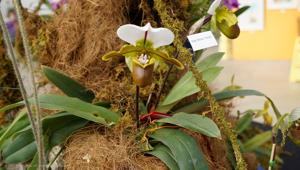 Paphiopedilum Bruno