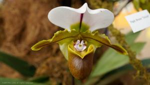 Paphiopedilum Bruno