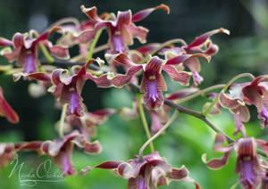 Dendrobium Nicha Duangporn