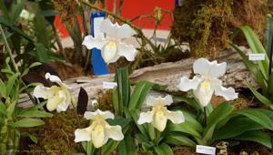 Paphiopedilum F. C. Puddle