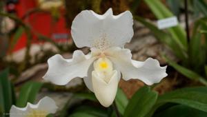 Paphiopedilum F. C. Puddle