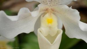 Paphiopedilum F. C. Puddle