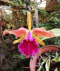 Cattleya Luminosa (1901)