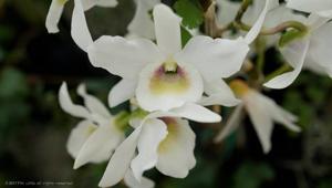 Dendrobium Ise