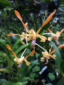 Dendrobium Malayan Orange