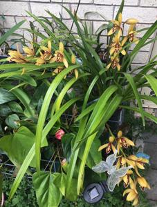 Cymbidium Lilliput