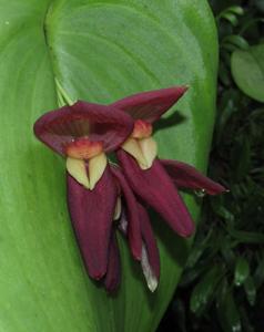 Pleurothallis Black Beauty