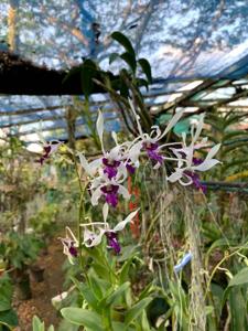 Dendrobium Lili Marlene