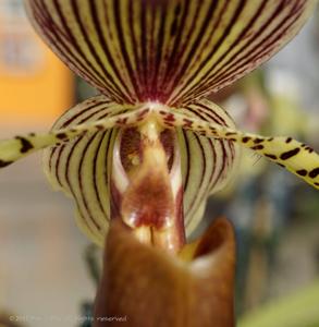 Paphiopedilum Julius