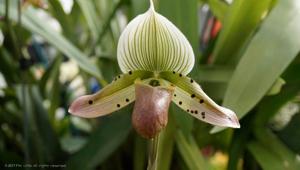 Paphiopedilum Hawaiian Contrasts