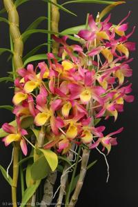 Dendrobium Oriental Sunrise