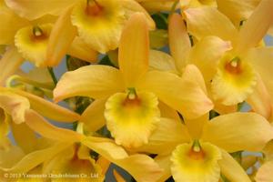 Dendrobium Oriental Sunrise