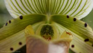 Paphiopedilum Hawaiian Contrasts