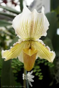 Paphiopedilum Fairre Helen