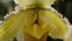 Paphiopedilum Fairre Helen