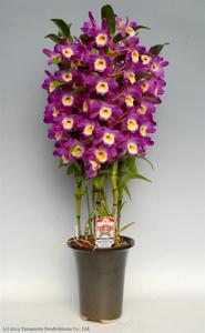 Dendrobium Lucky Smile