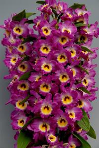 Dendrobium Lucky Smile