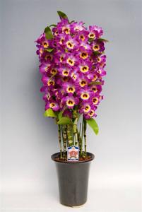 Dendrobium Lucky Smile