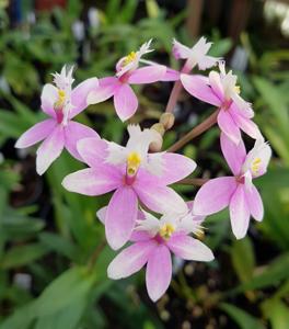 Epidendrum Wedding Valley