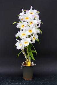 <i>Dendrobium</i> Rainbow Smile