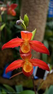 Phragmipedium Magdalene Rose