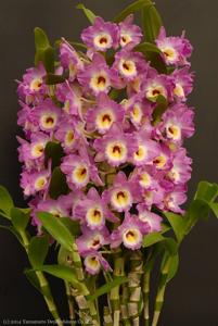 Dendrobium Sherry Smile