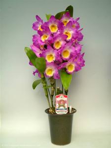 Dendrobium Sherry Smile