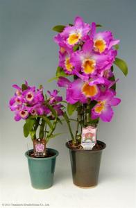 Dendrobium Sherry Smile