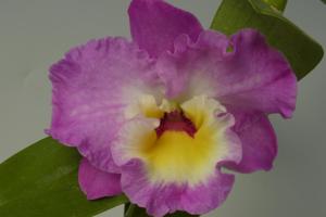 Dendrobium Sherry Smile