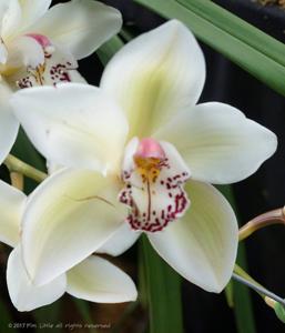 Cymbidium Peter Dawson