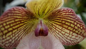 Paphiopedilum Fanaticum