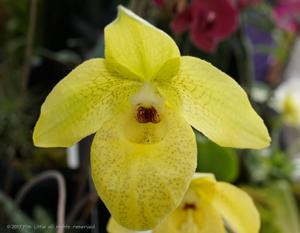 Paphiopedilum Norito Hasegawa