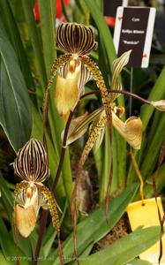 Paphiopedilum Saint Swithin