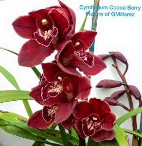 Cymbidium Cocoa Berry