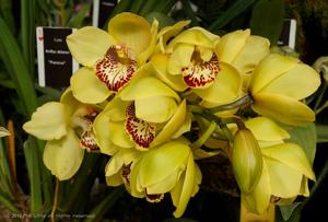 Cymbidium Kellys Winter