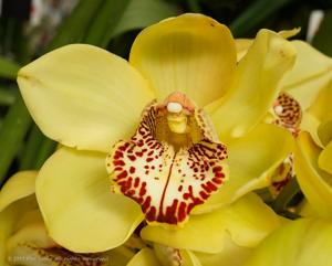 Cymbidium Kellys Winter