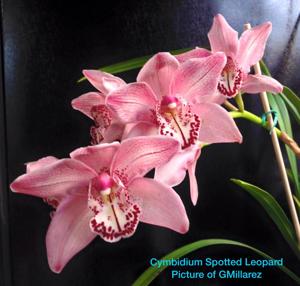 Cymbidium Spotted Leopard