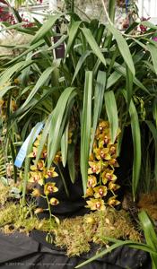 Cymbidium Sultry Seven