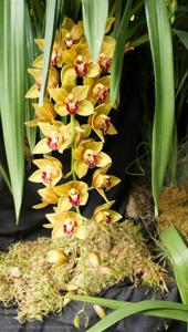 Cymbidium Sultry Seven